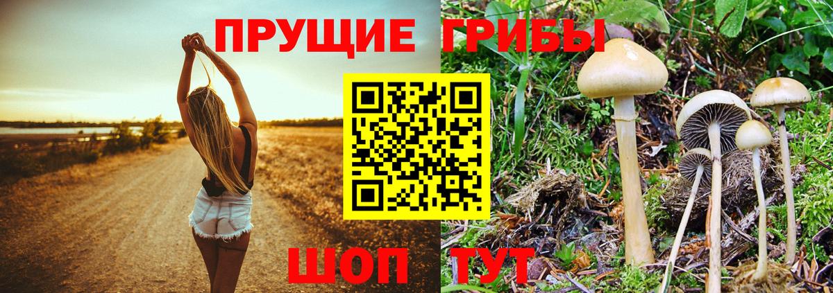 Галлюциногенные грибы мухоморы Богданович